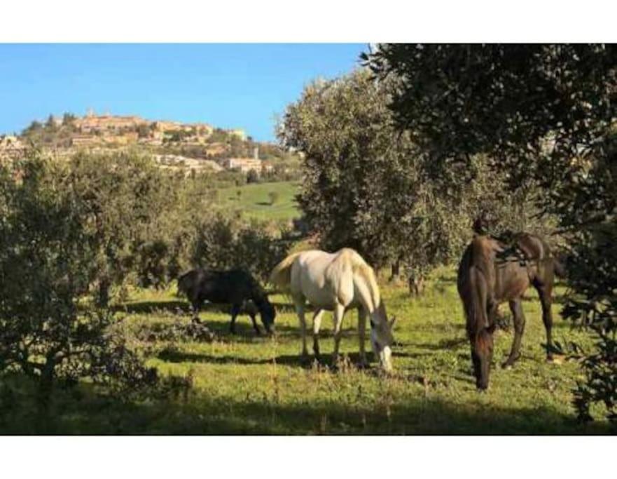 Near The Sea Big Panoramic House 2 Terraces In Lovely Village Montiano  Luaran gambar